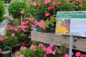 Pink Supreme Roses on sale at The Barn Nursery Chattanooga